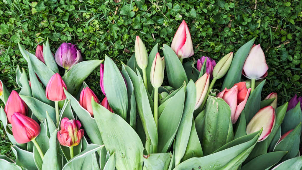 A photo of specialty tulips grown by St. Louis florist, SunCrest Blooms.