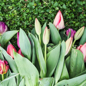 A photo of specialty tulips grown by St. Louis florist, SunCrest Blooms.